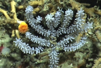 Acanthogorgia sp., 525 m Gulf of Mexico.

Photograph courtesy of NOAA-OER.