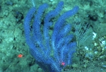 Acanthogorgia sp., 553 m Gulf of Mexico.

Photograph courtesy of NOAA-OER.