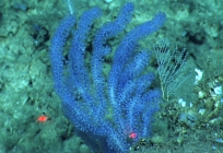 Acanthogorgia sp., 553 m Gulf of Mexico.

Photograph courtesy of NOAA-OER.