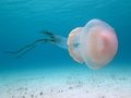 Scyphozoa (jelly fish)