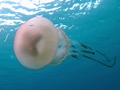 Scyphozoa (jelly fish)