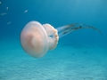 Scyphozoa (jelly fish)