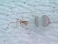 Scyphozoa (jelly fish)