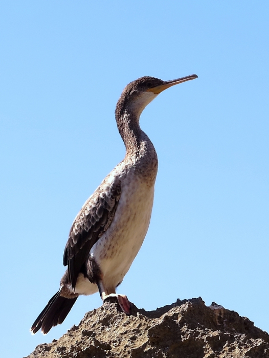 Phalacrocorax aristotelis (young specimen)