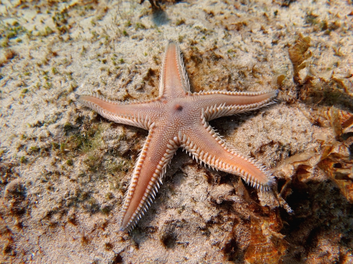 Astropecten platyacanthus Astropecten platyacanthus