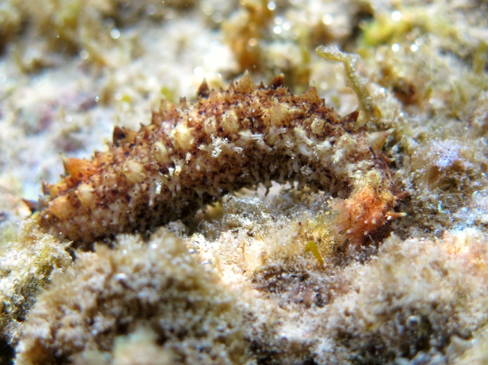 Holothuria impatiens Holothuria impatiens
