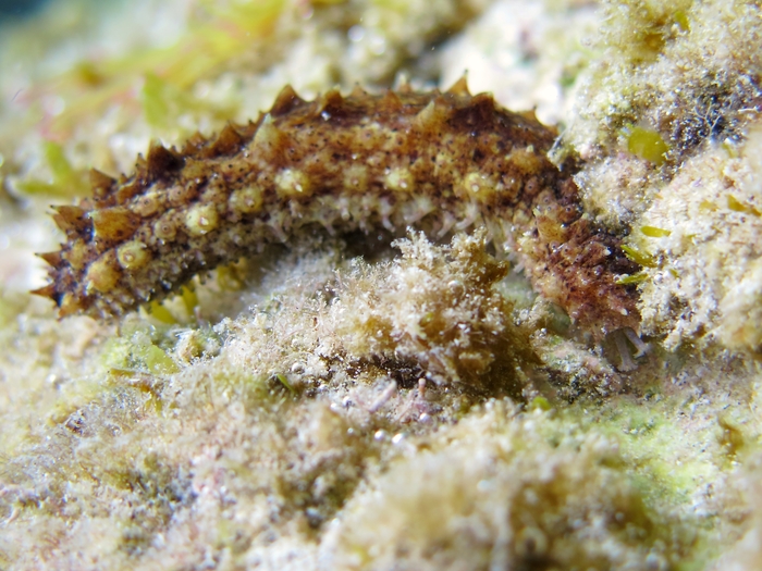 Holothuria impatiens Holothuria impatiens