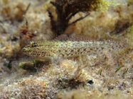 Gobius incognitus