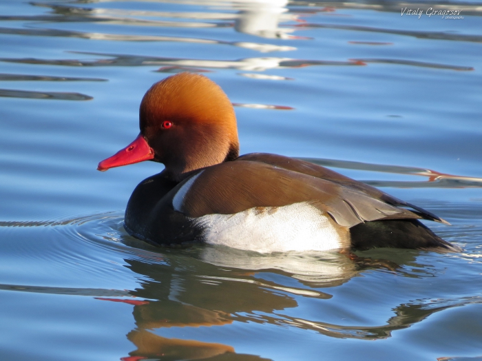 Red-crested Pochard (Netta rufina), ♂. Red-crested Pochard (Netta rufina), ♂.