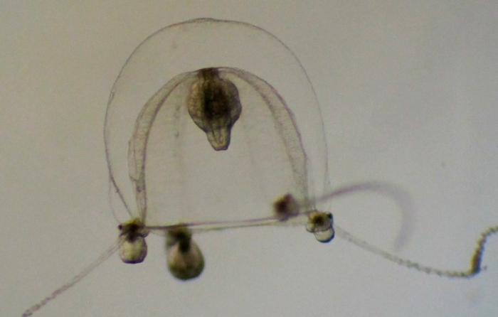 Codonium proliferum, female medusa from the English Channel