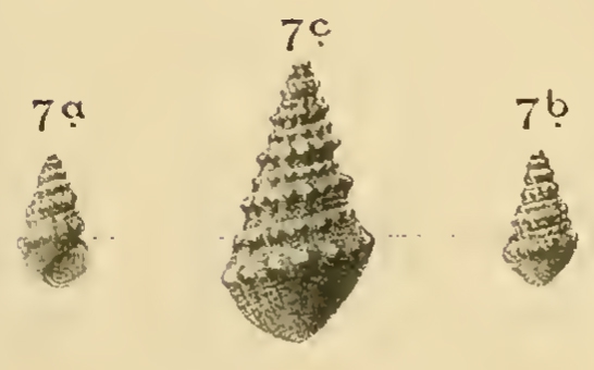 Rissoina biploca Ascher, 1906 Rissoina biploca Ascher, 1906