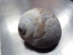 Moon snail, author: Julius A. Ellrich