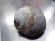 Moon snail