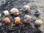 Rough periwinkles of different colors