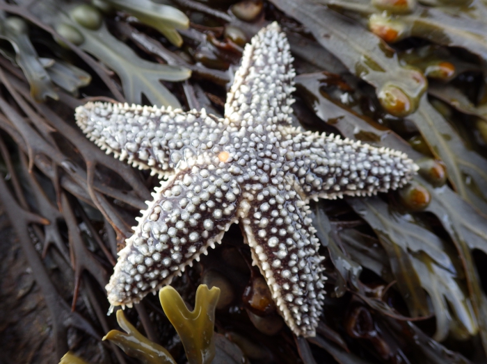 Sea star Sea star