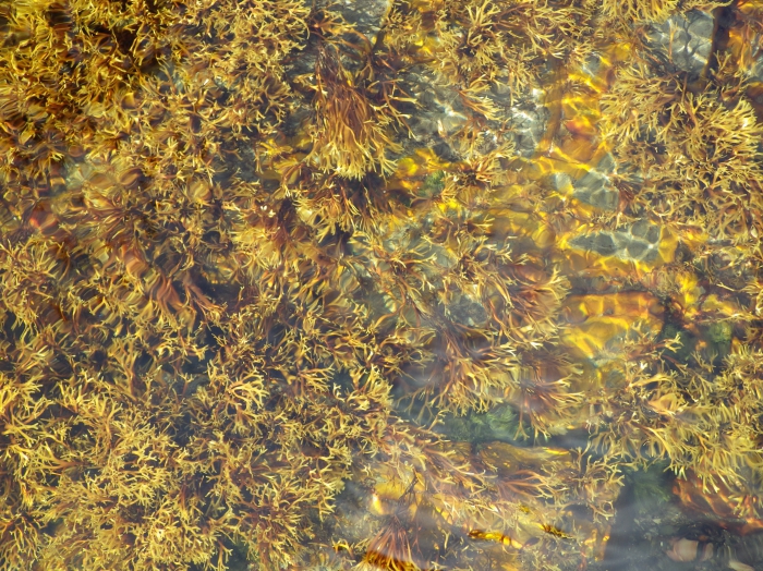 Rockweed Rockweed