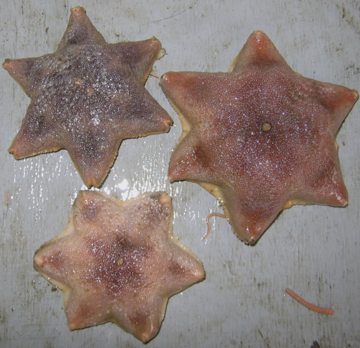 Pteraster obscurus