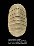 Nierstraszellidae