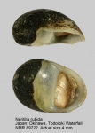 Neritiliidae