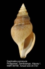 Daphnella pulviscula
