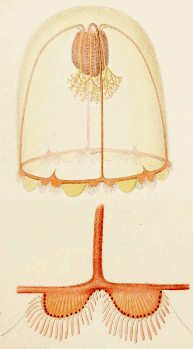 Chiarella centripetalis from Maas (1897)