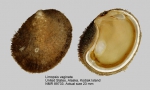 Limopsis vaginata