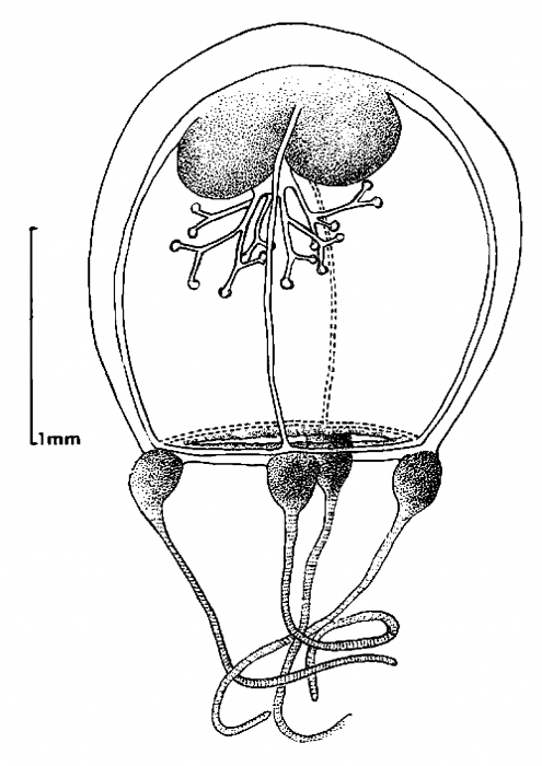 Thamnostoma tetrellum from Goy (1979) Thamnostoma tetrellum from Goy (1979)