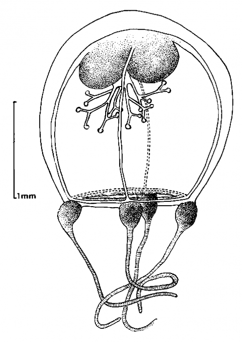 Thamnostoma tetrellum from Goy (1979)