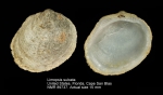 Limopsis sulcata