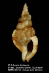 Colubrariidae