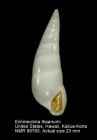 Echineulima thaanumi