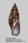 Anachis fasciata