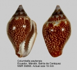 Columbella paytensis