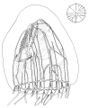 Hydrozoa (hydroids)