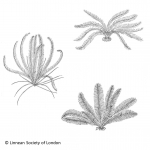 Crinoidea (sea lilies and feather stars)