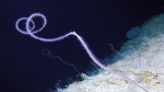 Stichopathes poutalesi, 300 m Bermuda.

Photograph courtesy of A. Rogers and XL Catlin Deep Ocean Survey. Identifications by D. Wagner. For more information see: Wagner D & Shuler A (2017). The black coral fauna (Cnidaria: Antipatharia) of Bermuda with new records. Zootaxa 4344(2): 367-379.