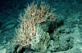 Anthozoa