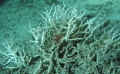 Anthozoa