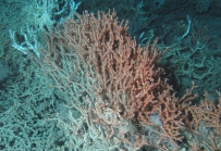 Lophelia pertusa, 397 m Triceratops, South Atlantic Bight.

Photograph courtesy of S. Brooke et al., NOAA-OE, HBOI. Identification by S. Brooke.