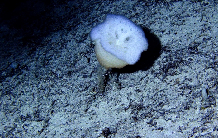Hyalonema Hyalonema