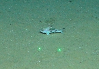 Synagrops sp., 405 m West Florida Escarpment, Gulf of Mexico.

Photograph courtesy of NOAA-Pelagic Research Services. Identification from photograph by S. Harter.