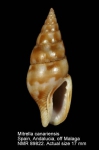 Mitrella canariensis