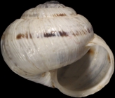 Syntype, frontal view, shell diameter 11.8 mm