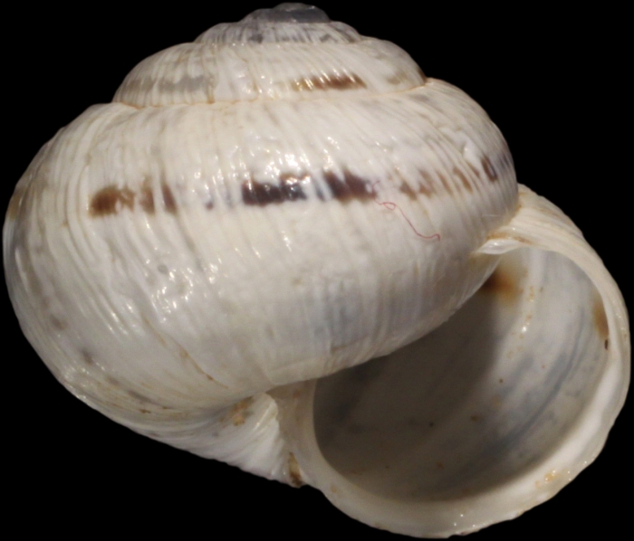 Syntype, frontal view, shell diameter 11.8 mm Syntype, frontal view, shell diameter 11.8 mm