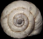 Syntype, apical view, shell diameter 11.8 mm