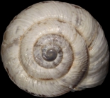Syntype, apical view, shell diameter 11.8 mm