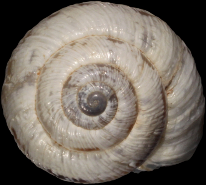 Syntype, apical view, shell diameter 11.8 mm Syntype, apical view, shell diameter 11.8 mm