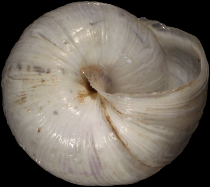 Syntype, ventral view, shell diameter 11.8 mm