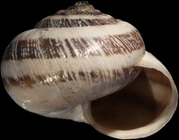 Lectotype, frontal view, shell diameter 15.9 mm