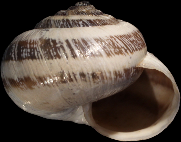 Lectotype, frontal view, shell diameter 15.9 mm Lectotype, frontal view, shell diameter 15.9 mm